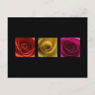 Triptych Roses orange yellow pink Postcard