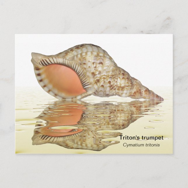 Triton seashell postcard (Front)
