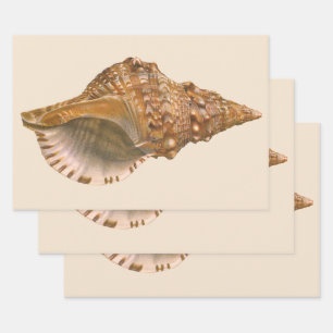 Triton Seashell Shell, Vintage Marine Ocean Animal Wrapping Paper Sheet