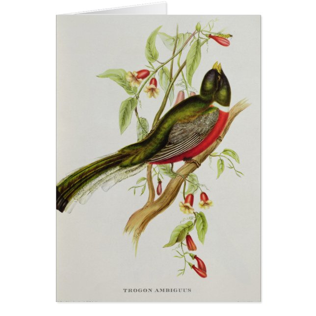 Trogon Ambiguus (Front)