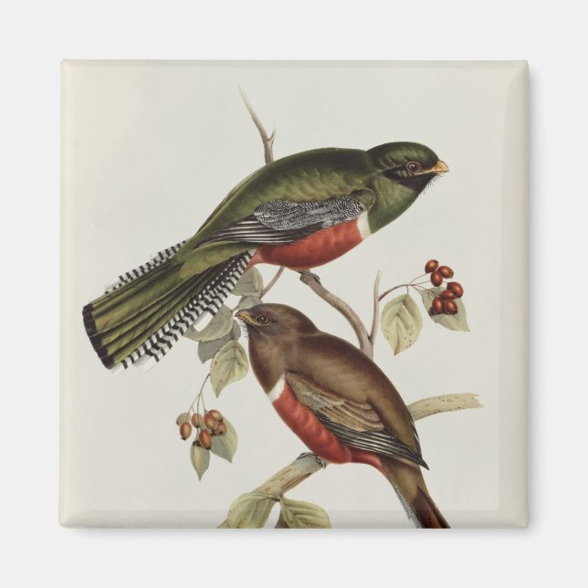 Trogon Collaris Magnet (Front)