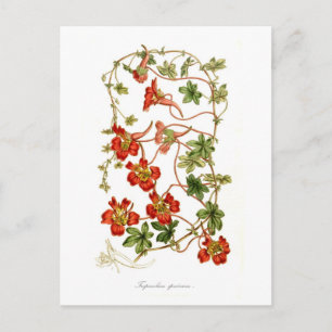 Tropaeolum speciosum postcard