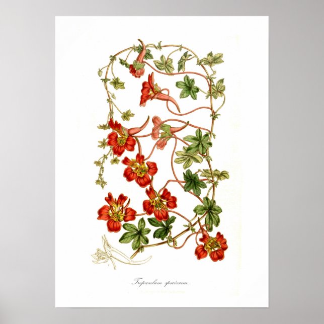 Tropaeolum speciosum poster (Front)