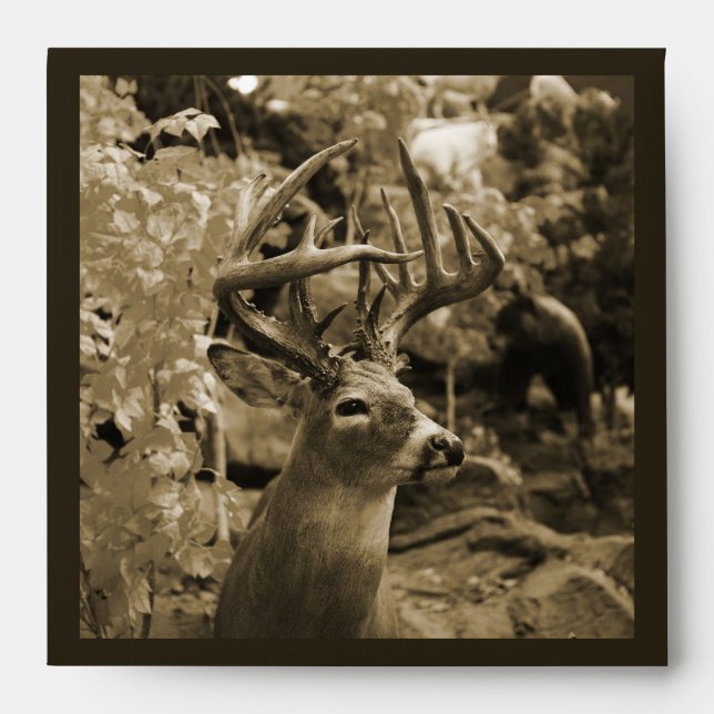 Trophy Deer Envelopes (Front)