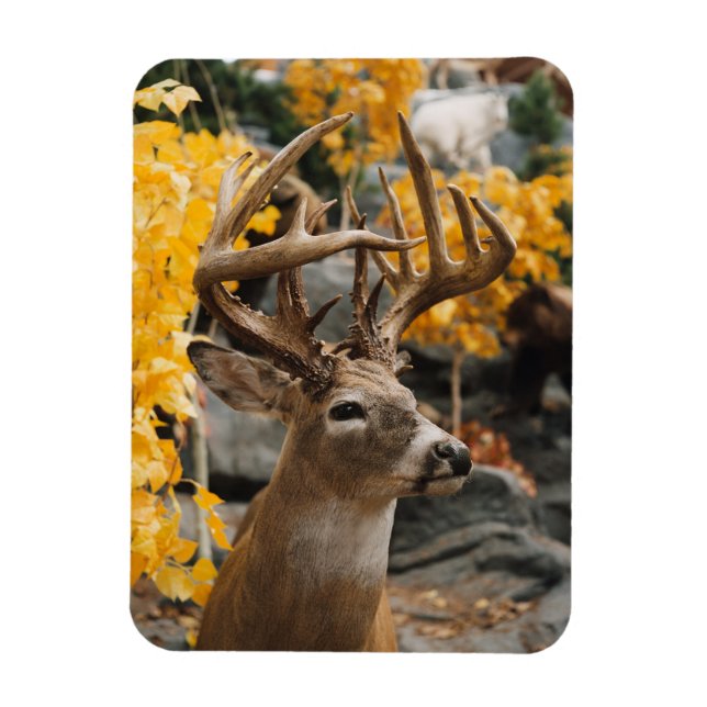 Trophy Deer Magnet (Vertical)