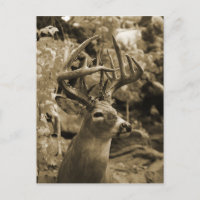 Trophy Deer