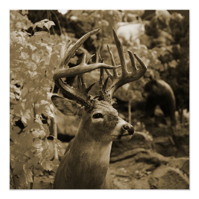 Trophy Deer Poster (Front)