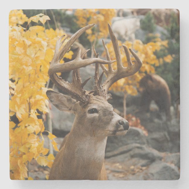Trophy Deer Stone Coaster (Front)