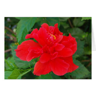 Tropi-Red