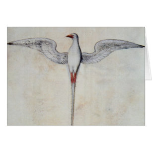 Tropic Bird
