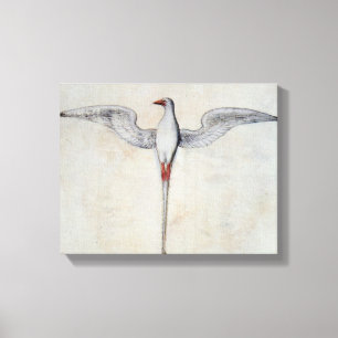 Tropic Bird Canvas Print