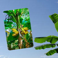 Tropical Banana Palm Tree St Augustine Florida
