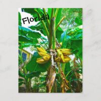 Tropical Banana Palm Tree St Augustine Florida