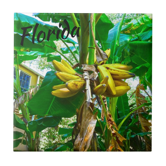 Tropical Banana Palm Tree St Augustine Florida Tile (Front)