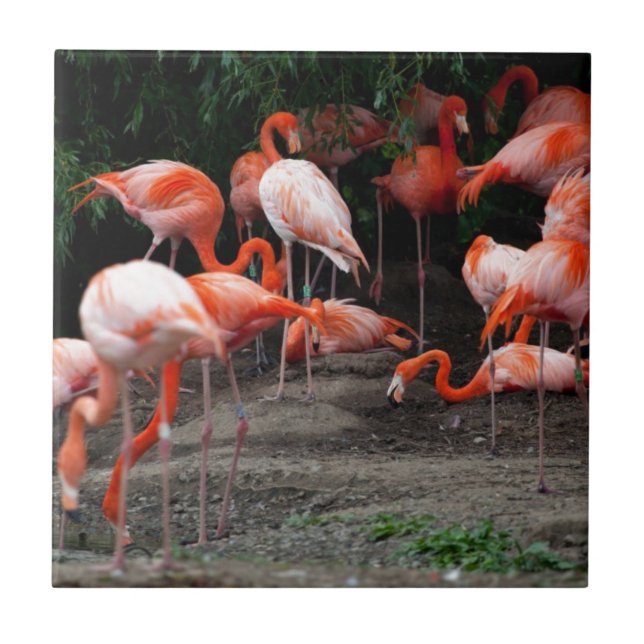 Tropical Beach Birds Destiny Flamingos Tile (Front)