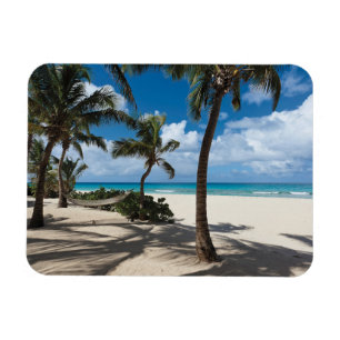 Tropical Beaches Anguilla Beach, Palm Tree Magnet