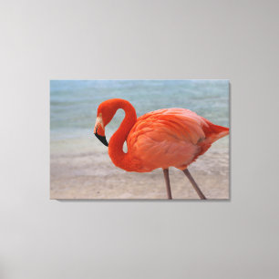 Tropical Beaches   Caribbean Flamingo, Aruba Canvas Print