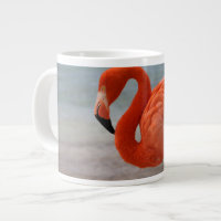 Tropical Beaches | Caribbean Flamingo, Aruba