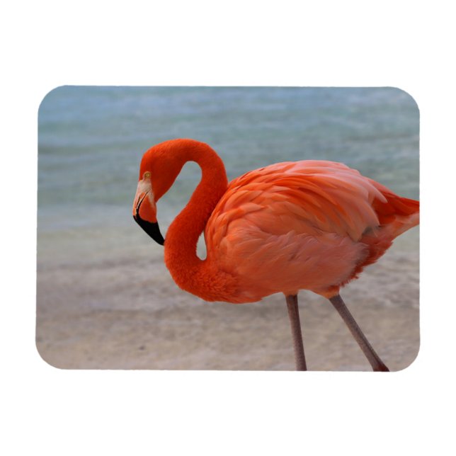 Tropical Beaches | Caribbean Flamingo, Aruba Magnet (Horizontal)