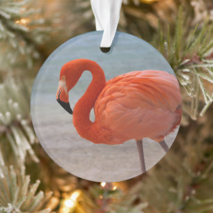 Tropical Beaches   Caribbean Flamingo, Aruba Ornament