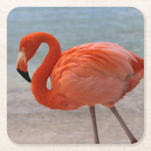 Tropical Beaches Caribbean Flamingo, Aruba Square Paper Coaster