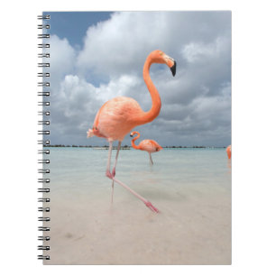 Tropical Beaches Flamingos Beach, Aruba Notebook