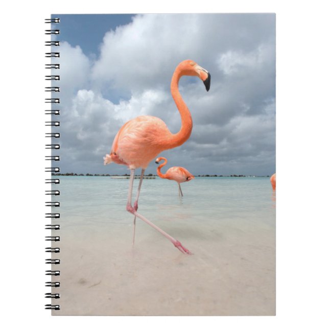 Tropical Beaches | Flamingos Beach, Aruba Notebook (Front)