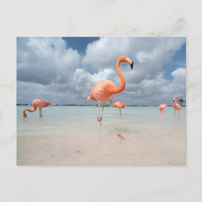 Tropical Beaches | Flamingos Beach, Aruba Postcard (Front)