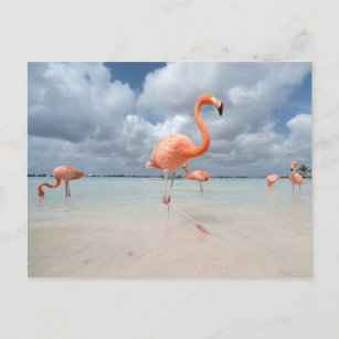 Tropical Beaches   Flamingos Beach, Aruba Postcard