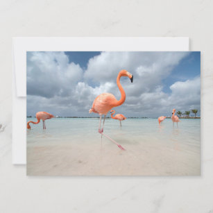 Tropical Beaches   Flamingos Beach, Aruba Thank You Card