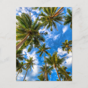 Tropical Beaches   Palm Trees on Blue Sky Postcard