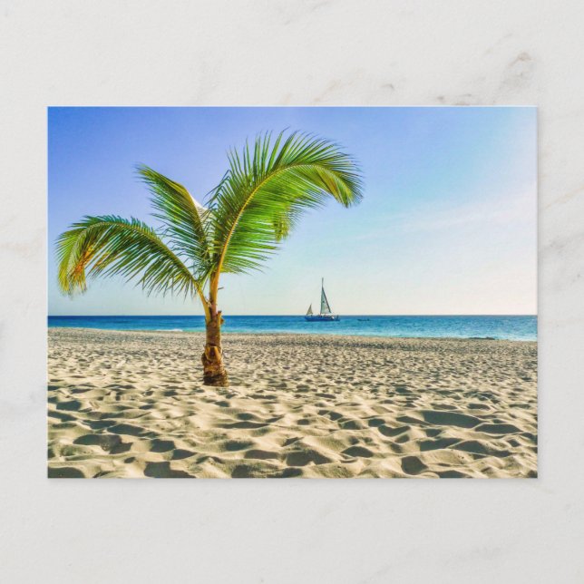 Tropical Beaches | Sailboat, Palm Tree, Aruba Postcard (Front)