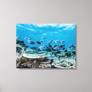 Tropical Beaches   Sturgeon Amongst Coral Canvas Print