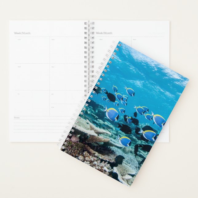 Tropical Beaches | Sturgeon Amongst Coral Planner (Display)