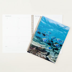 Tropical Beaches Sturgeon Amongst Coral Planner