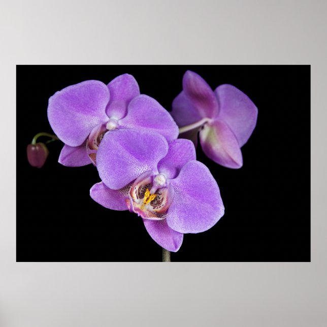 Tropical Beauty Poster (Front)