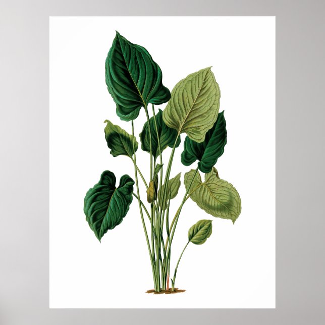 Tropical big leaves botanical print philodendron (Front)