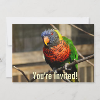 Tropical Bird Invitation Lorikeet Parakeet