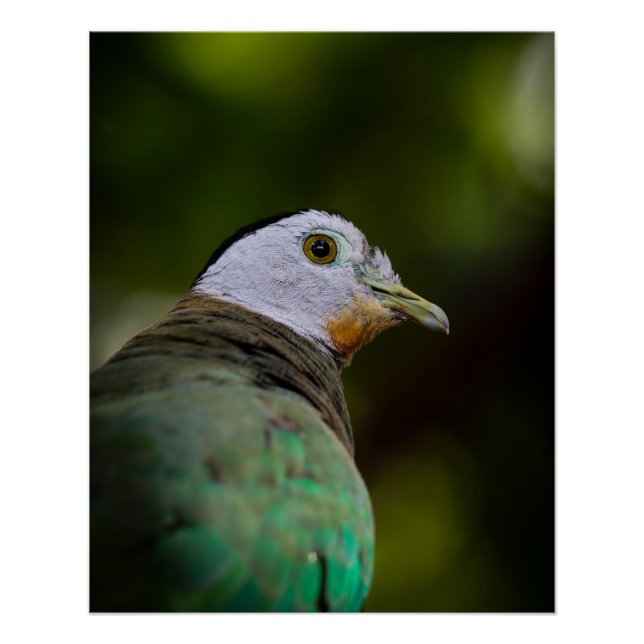 Tropical Bird Photography Portrait -  Fruit Dove Poster (Front)