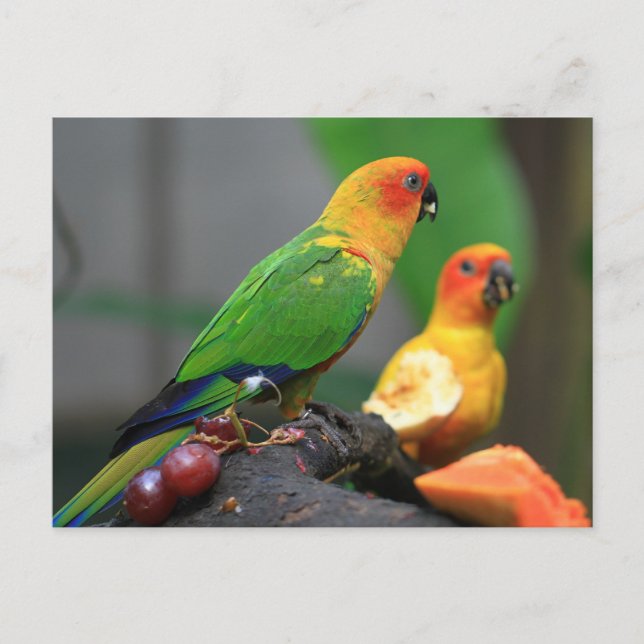 Tropical Bird Postcard (Front)