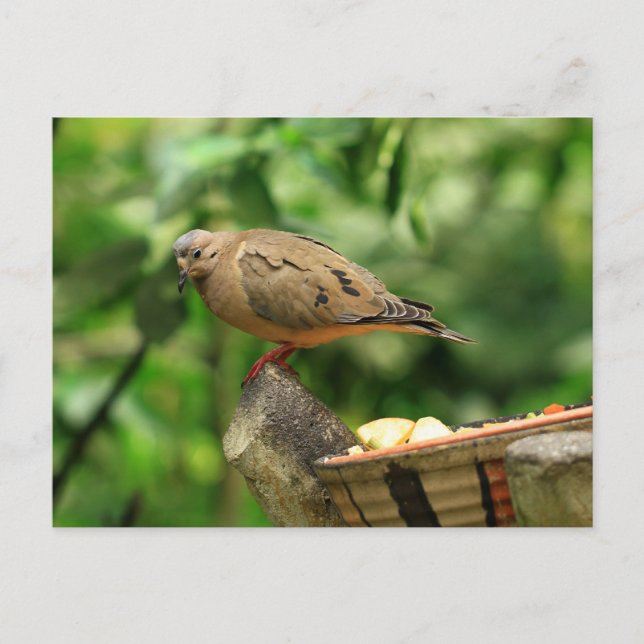 Tropical Bird Postcard (Front)