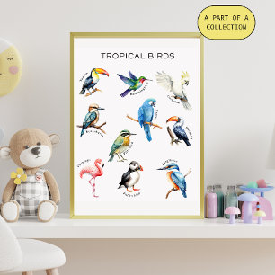Tropical Birds Educational Poster