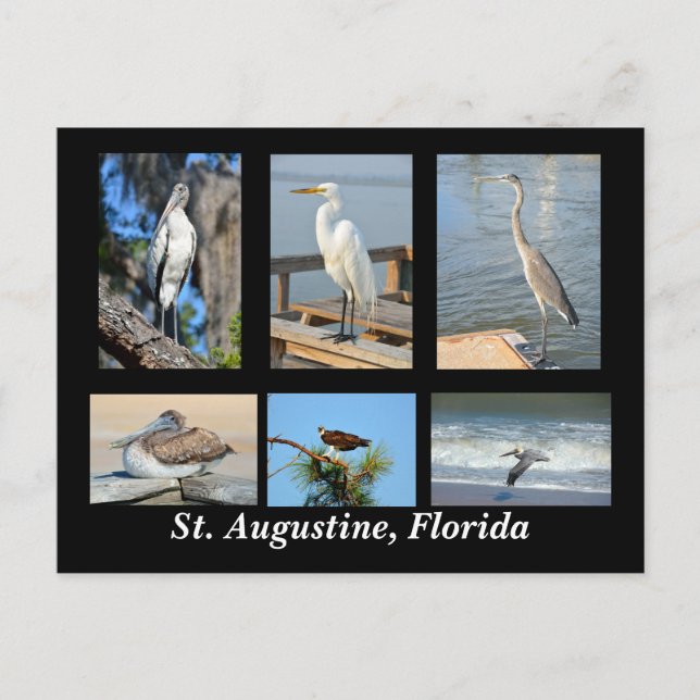 Tropical Birds of St. Augustine, Florida Postcard (Front)