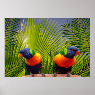 Tropical Birds Poster