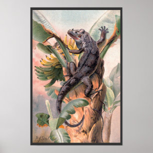 Tropical Black Iguana, Vintage Wild Reptile Animal Poster