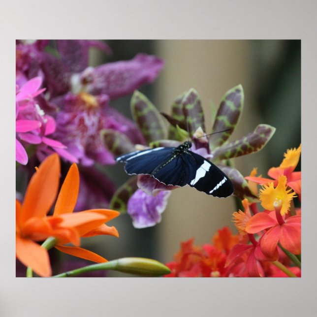 Tropical Blue Butterfly Poster (Front)