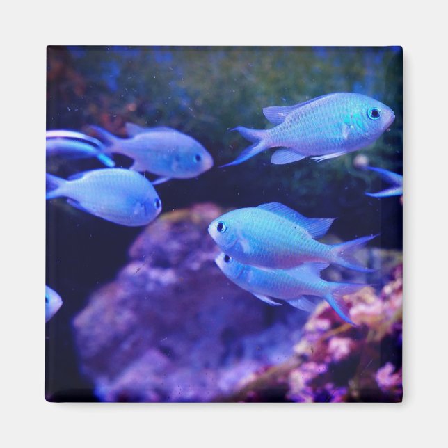 Tropical Blue Fish   Magnet (Front)