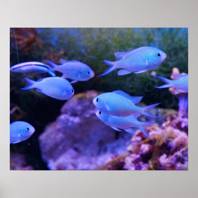 Tropical Blue Fish  Poster (Front)