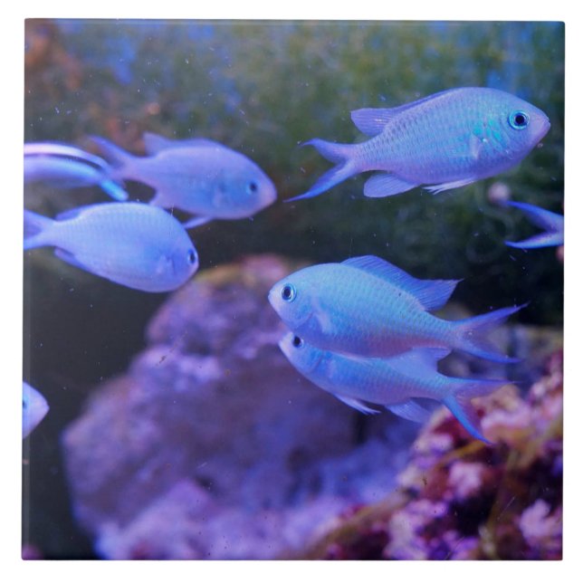 Tropical Blue Fish  Tile (Front)