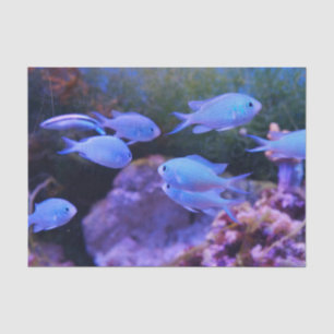 Tropical Blue Fish  Tissue Paper